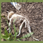 dino-fouille-300x251